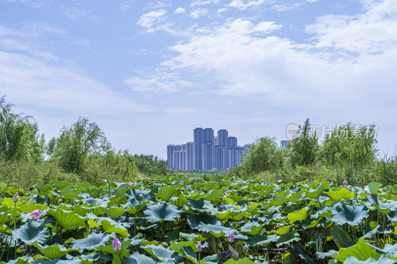 武汉江夏区黄家湖湿地公园