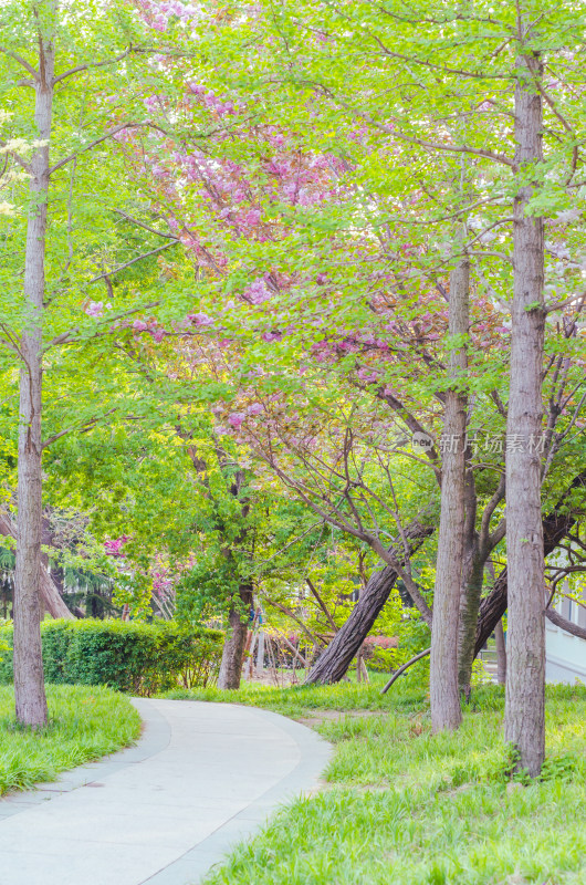 青岛中山公园春天的林荫道