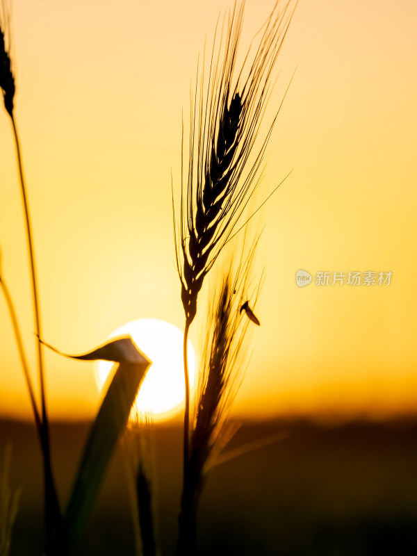 夕阳照耀下的麦穗