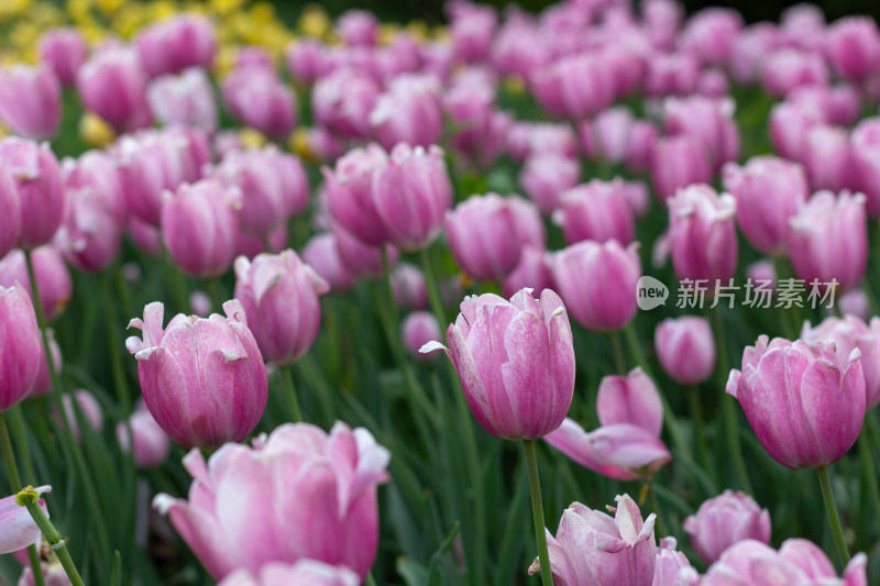 杭州太子湾多彩郁金香花海景观