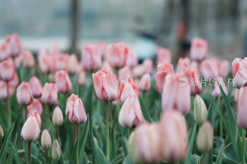 郁金香花海