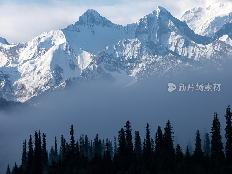 新疆伊犁，早晨晨雾中的森林雪山自然风景