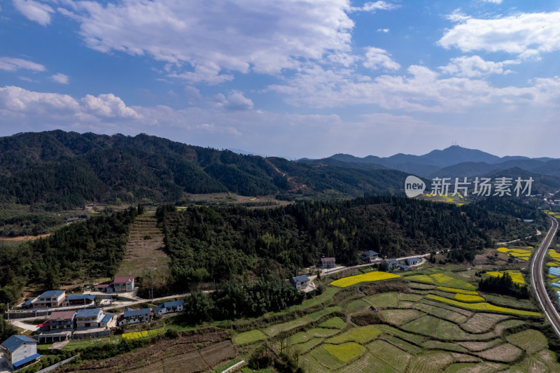 农业种植农田油菜花航拍图