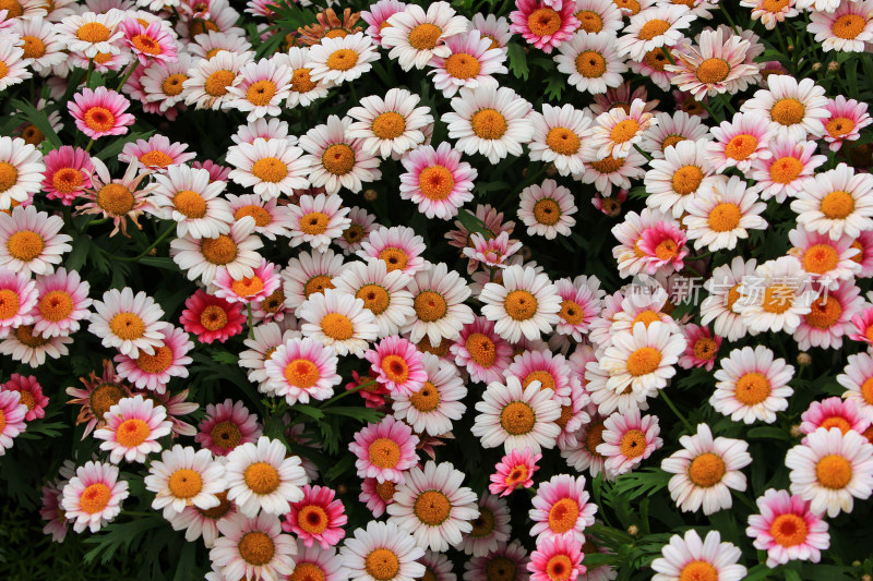 菊类鲜花满画幅背景