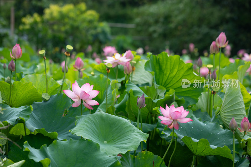 池塘里清新自然荷花