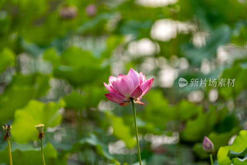 夏天荷花盛开特写