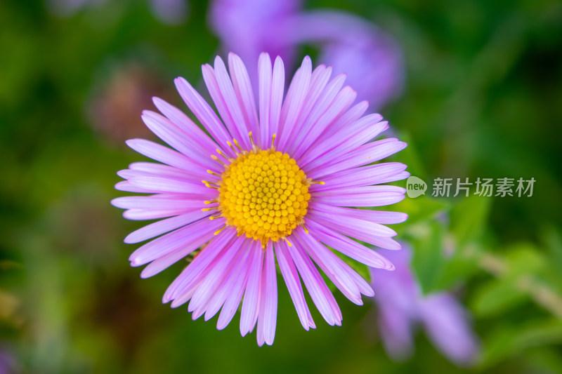 紫菀花朵特写，粉紫色菊花鲜花特写