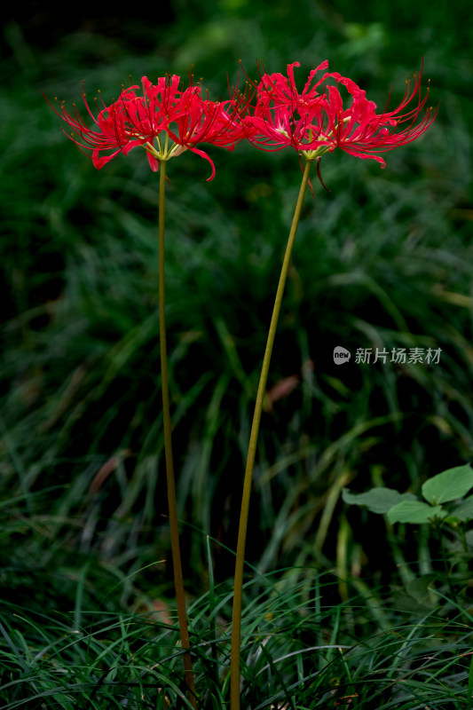 草丛中，盛开的彼岸花特写