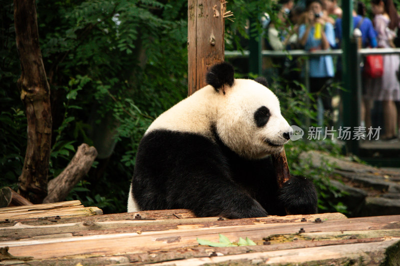 南京红山动物园憨态可掬的大熊猫吃竹子