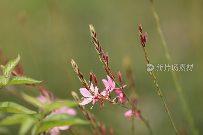 千鸟花系列