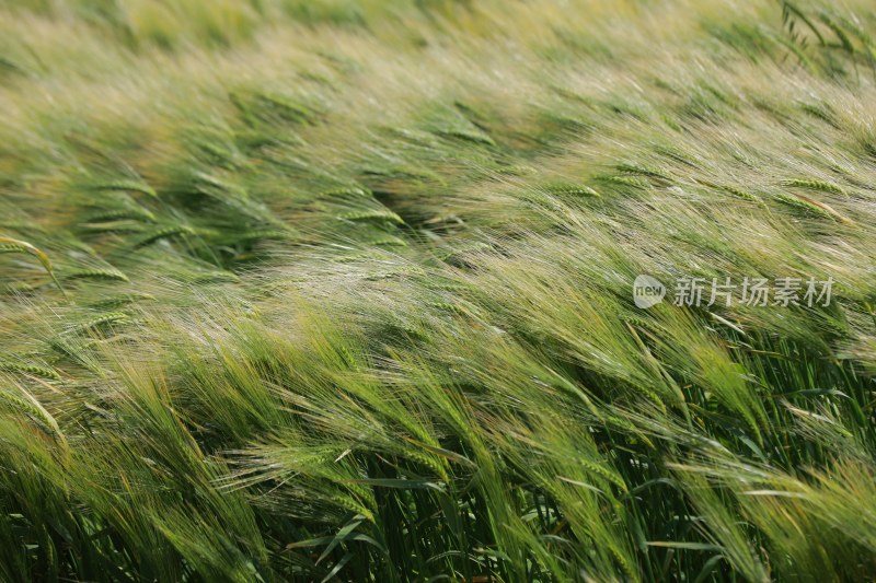 绿色麦田麦穗特写