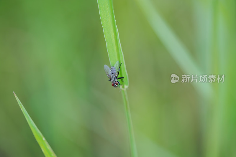 苍蝇停在绿叶上