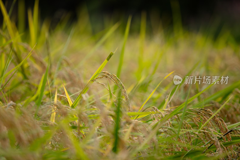 农田种植传统粮食水稻