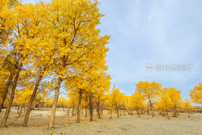 金秋胡杨林