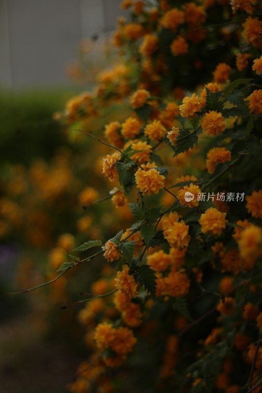 自然植物花草艳丽生命力