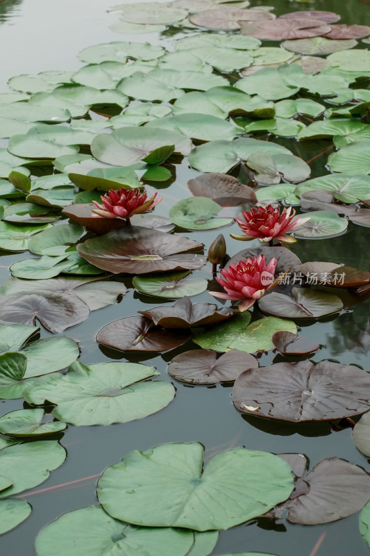 北京国家植物园睡莲