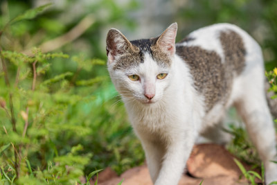 小猫咪、狸花猫、宠物猫