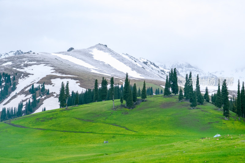 新疆伊犁那拉提雪山森林草原风光