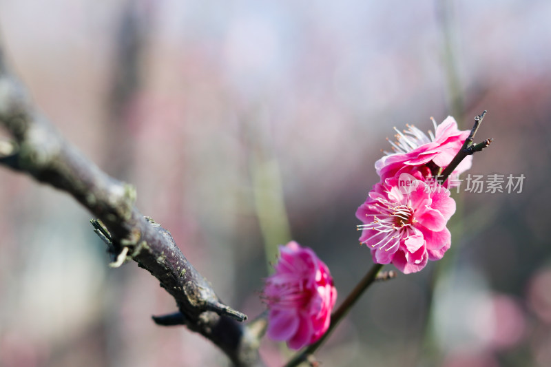 梅花 腊梅 红梅花