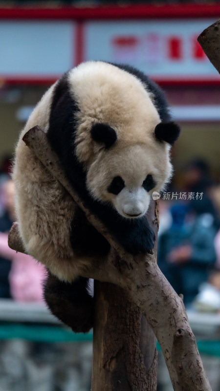 爬树的大熊猫