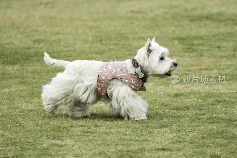 草地上奔跑的白色小狗宠物狗西高地白猎犬