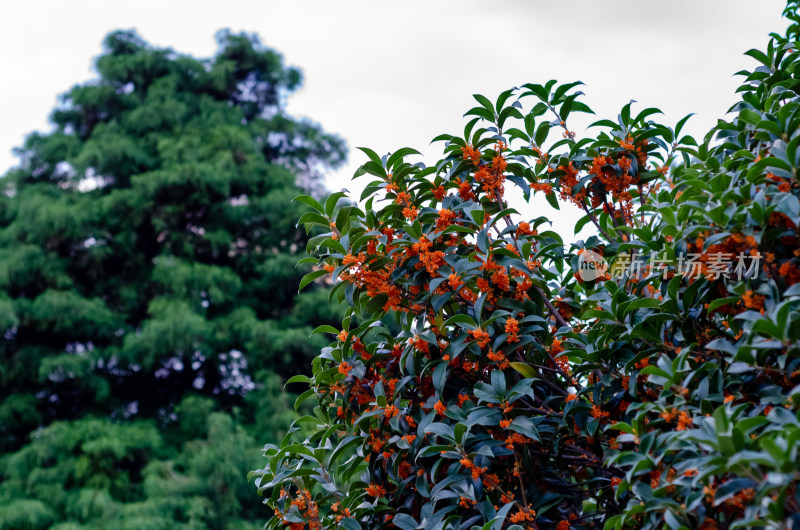 香甜的桂花