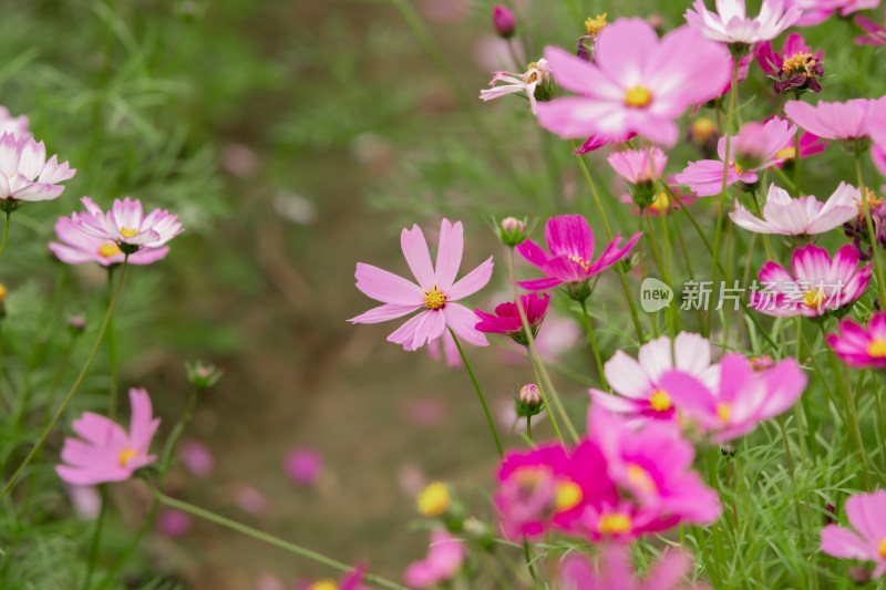 夕阳下的格桑花或波斯菊