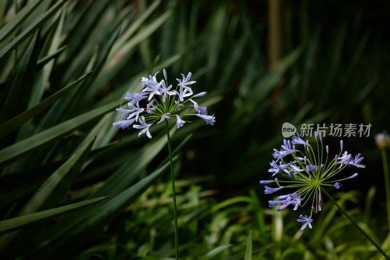 早花百子莲