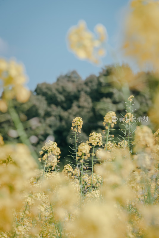 春日油菜花田风景