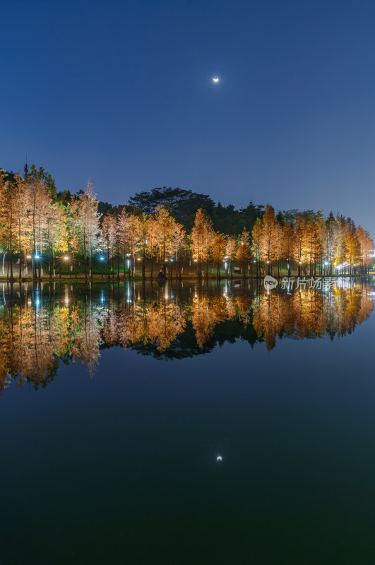 佛山千灯湖南海活水公园落羽杉红叶夜景灯光