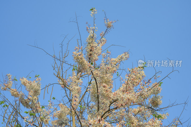 盛开的节荚决明花