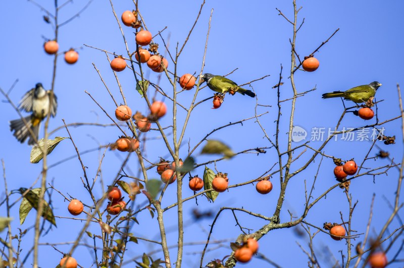 重庆酉阳：“灯笼”上的来客