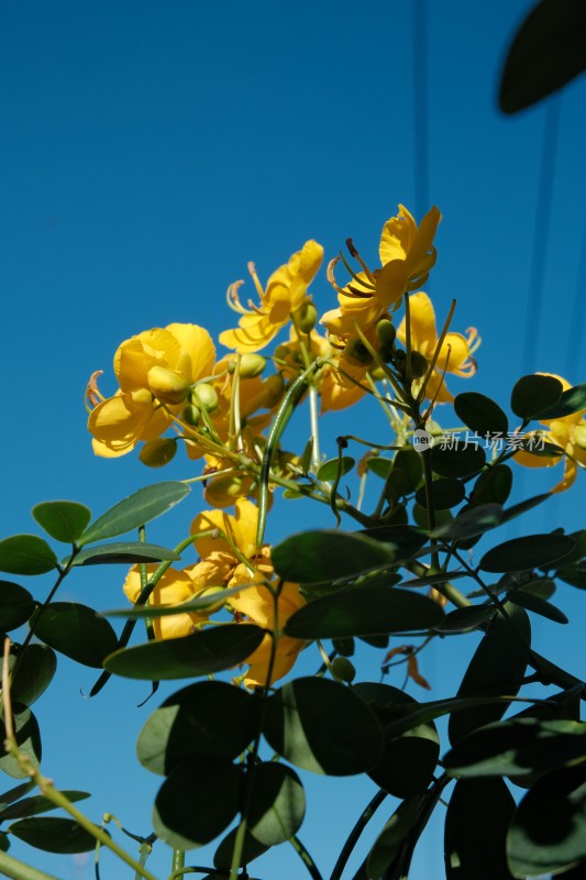 蓝天背景下的黄色花卉油菜花