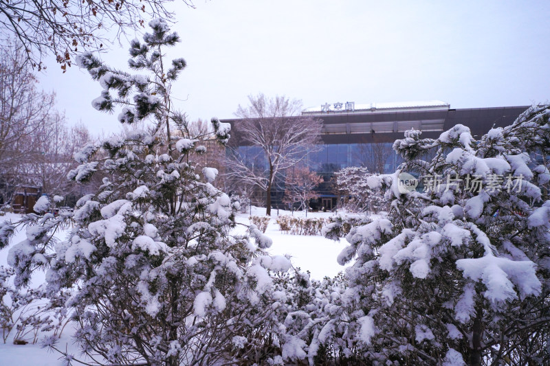 雪后建筑旁积雪覆盖的树木