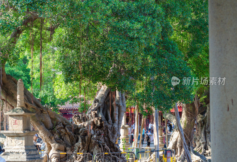 福建泉州开元寺的大榕树