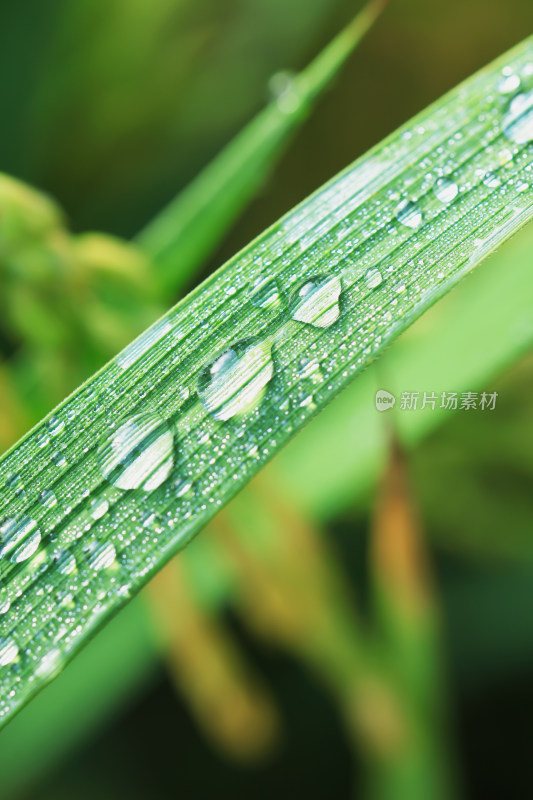 雨后稻谷叶子上的水珠 露珠特写