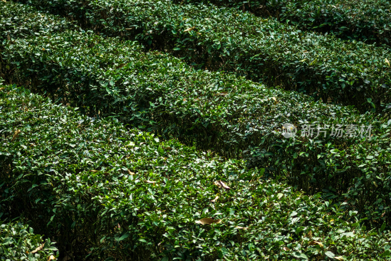 惠州柏塘绿茶茶园清晨时分茶树上的新鲜嫩芽