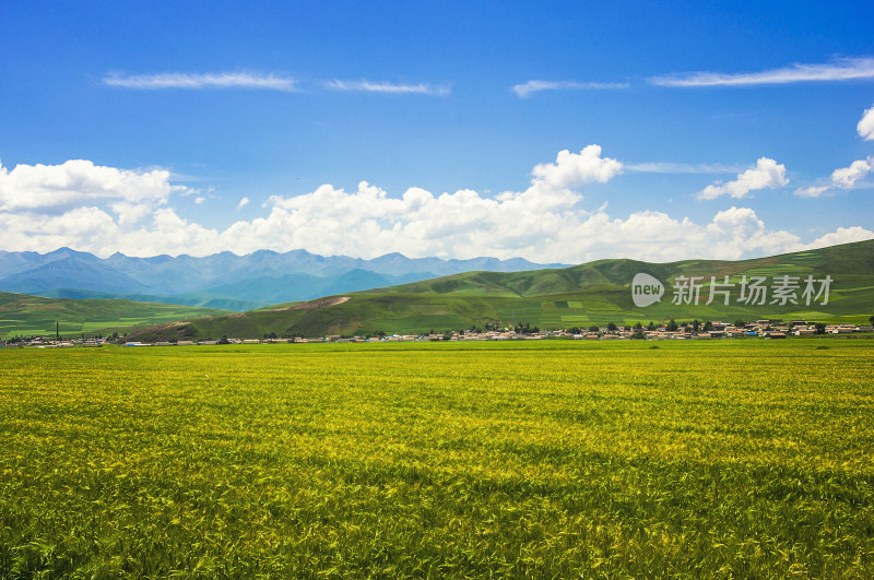 美丽的祁连山草原风光