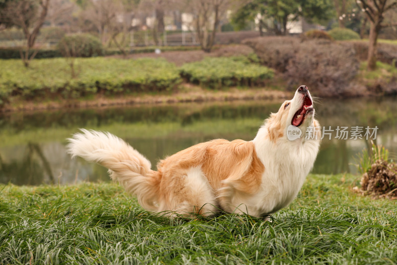 在草地上玩飞盘的边境牧羊犬