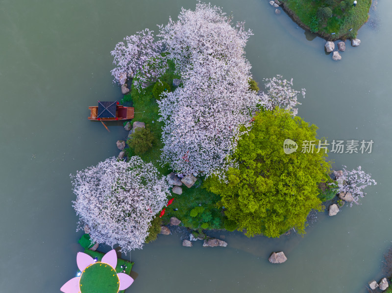 武汉东湖磨山樱花园樱花盛开