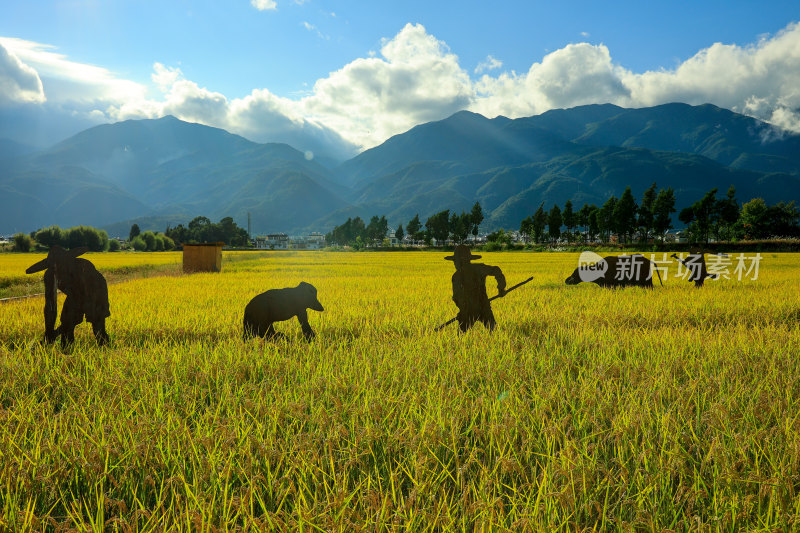 云南大理苍山脚下稻田中劳作场景