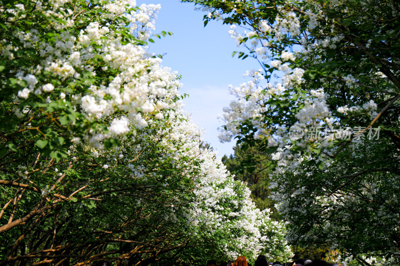 白色丁香花