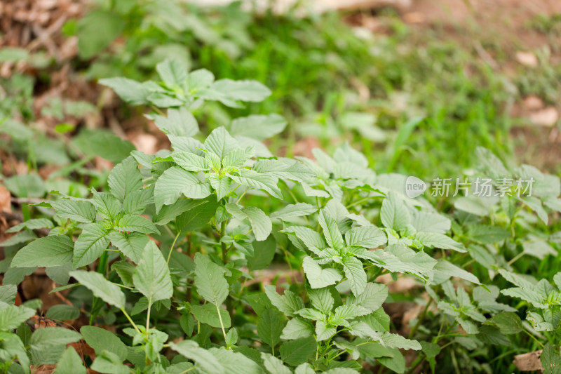 野外生长的野苋菜