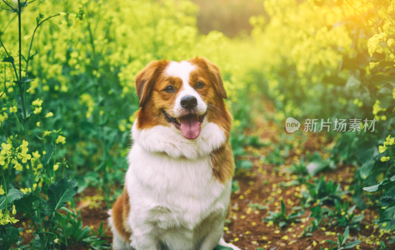 一只站在春天油菜花田里的小狗