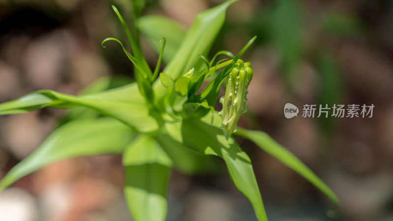 亚热带攀援植物嘉兰