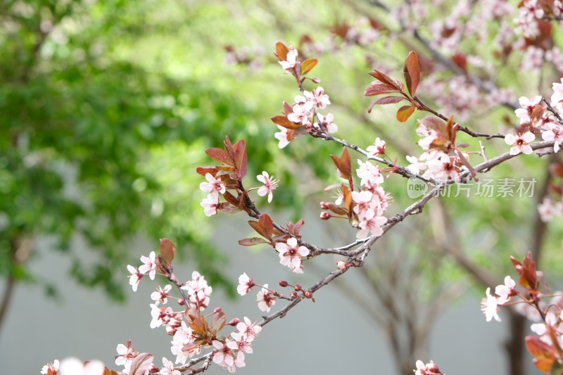 盛开的樱花