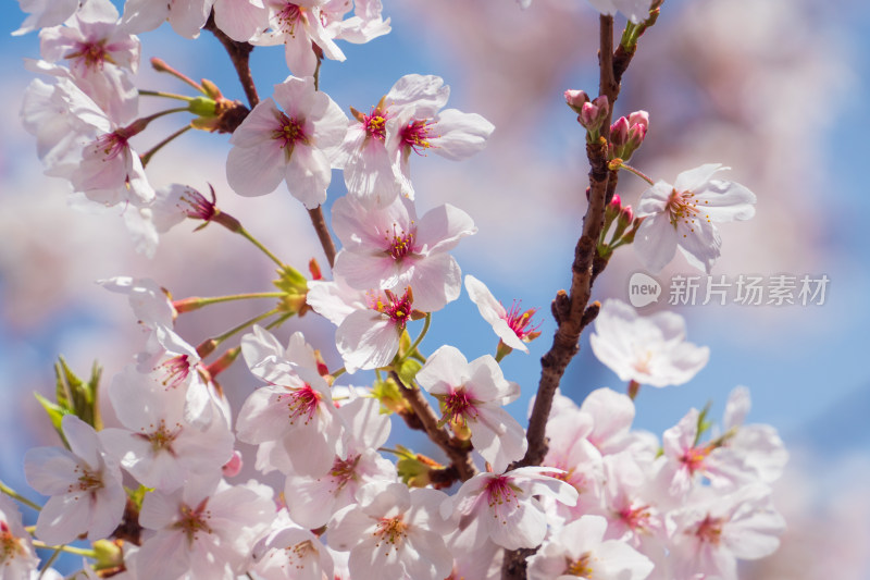 樱花特写