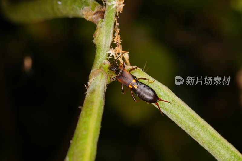 昆虫在植物上爬行