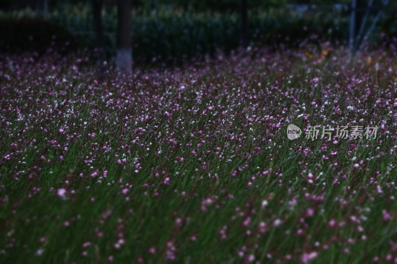 夏天的落日下的花海