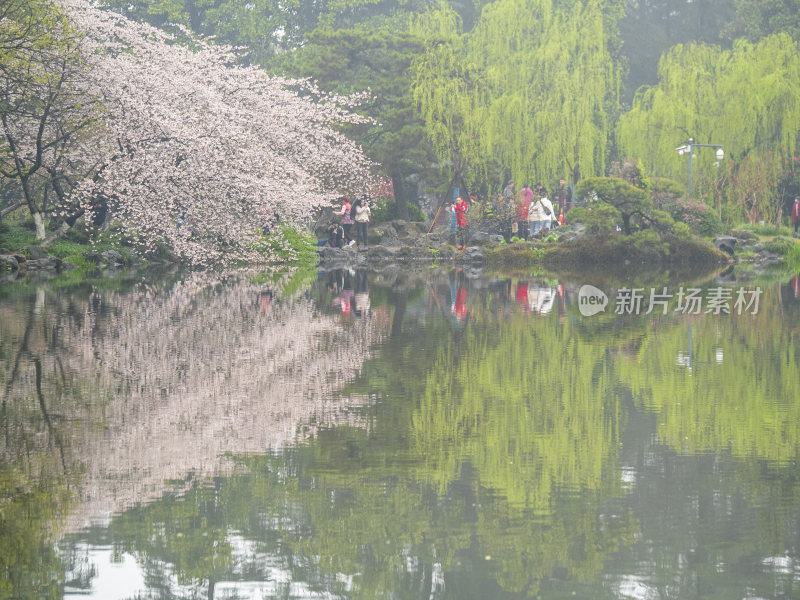 杭州西湖花港观鱼风景